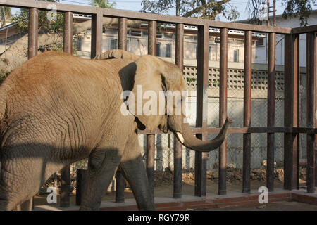 Schönes Baby Elefant In Karachi Zoo Stockfoto