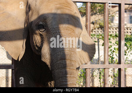 Schönes Baby Elefant In Karachi Zoo Stockfoto