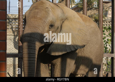 Schönes Baby Elefant In Karachi Zoo Stockfoto