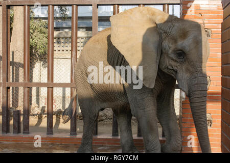 Schönes Baby Elefant In Karachi Zoo Stockfoto