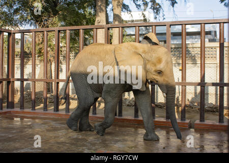 Schönes Baby Elefant In Karachi Zoo Stockfoto