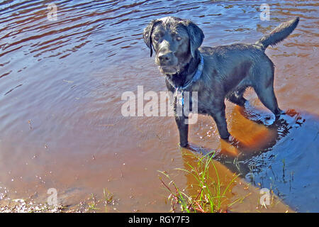 Black Labrador Retriever steht im Wasser Stockfoto