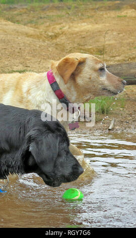 Schwarze und gelbe labradoren spielen im Wasser Stockfoto