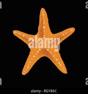 Realistische bunte Seesterne auf schwarzem Hintergrund. Stock Vektor
