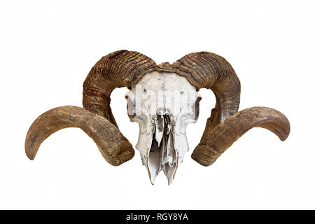 Große Schafe ram Schädel auf weißem Hintergrund Stockfoto