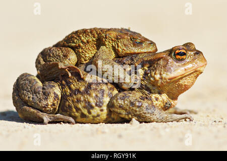 Gemeinsame braun Kröte in der Paarungszeit (Bufo bufo); die Weibchen bringen oft die Männchen zur begattung Teich, eine Tat, die genannten amplexus Stockfoto