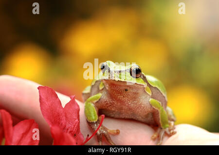 Cute Laubfrosch (Hyla arborea) Stockfoto