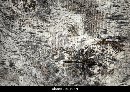 Ulmenholz Kulisse, Holz- Textur für Ihr Design Stockfoto