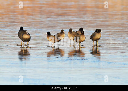 Herde der Europäischen Blässhühner auf gefrorenes Wasser Oberfläche (Fulica atra) Stockfoto