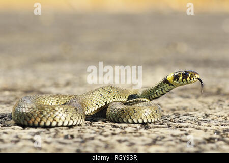 Europäische ringelnatter stehen auf Asphalt (Natrix natrix); die Reptilien kommen oft auf diesen Oberflächen zu sonnen, weil sie mehr durch die erhitzt werden. Stockfoto