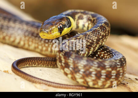 Juvenile aesculapian Snake auf Baumstumpf (Zamenis longissimus); dieses Tier ist das Symbol der Medizin Stockfoto