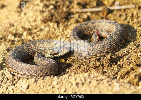 Meadow Viper im frühen Frühjahr, schlammigen nach Ruhezustand und Vorbereitungen zum Schimmel itsd Haut (Vipera ursinii rakosiensis) Stockfoto