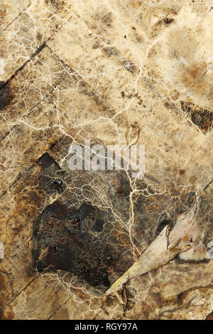 Texturierte Myzel von Hausschwamm auf feuchtem Holz (Serpula lacrymans Merulius syn) Stockfoto