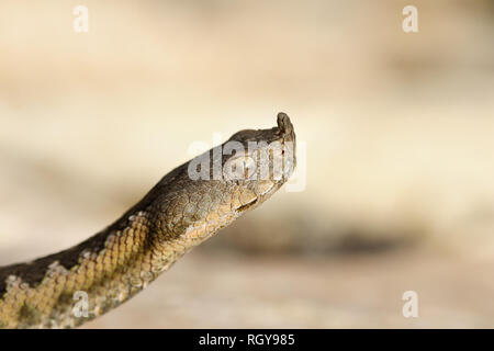 Porträt der Europäischen Sand Viper (Vipera ammodytes) Stockfoto