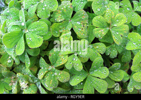 Grüne Trifolium Anlage Laub Stockfoto