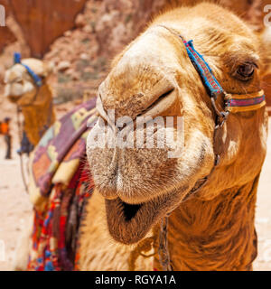 Bedouin kamel Schnauze close-up, Petra, Jotdan Stockfoto