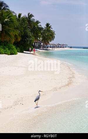 Malediven Strand - ein Reiher am Strand, Veligandu Island, Rasdhoo Atoll, Malediven, Asien Stockfoto