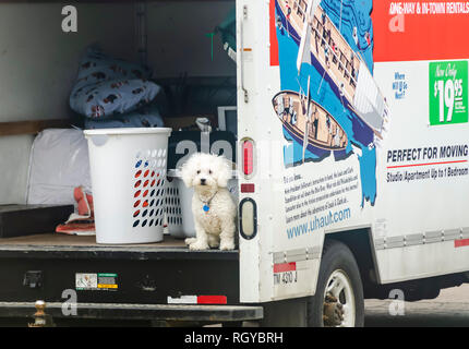 Der beste Freund des Menschen! Eine Bolognese Hund wartet geduldig auf seinen Besitzer in einem UHaul van außerhalb der Wohnanlage in Michigan, USA geparkt. Stockfoto