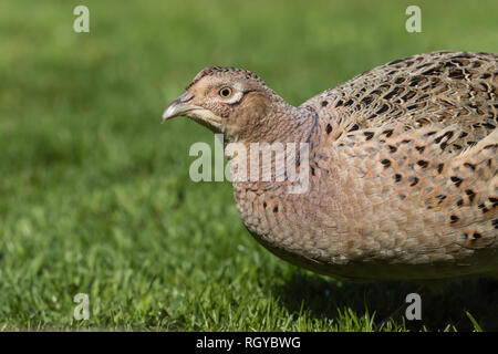 Henne Fasane close-up Stockfoto