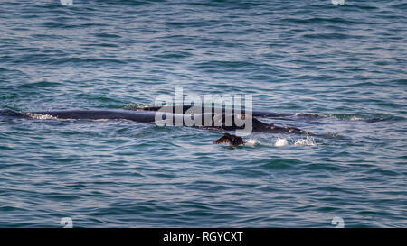 Mutter und Kalb Südkaper (Eubalaena australis) auftauchen und überraschend ein Kormoran, von der Küste gesehen, Hermanus, Südafrika. Stockfoto