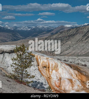 Die schneebedeckten Berge hinter einer weißen und Rostfarbenen kristallines Calciumcarbonat und einer Kiefer in Mammoth Hot Springs im Yellowstone Stockfoto