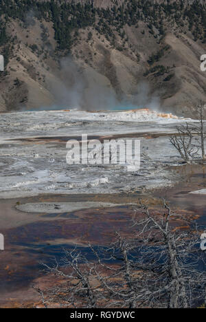 Vertikale eines knusprigem Pool mit toten Baumstämme, kargen Hänge, und dampfende Terrassen der Kanarischen Frühling bei Mammoth Hot Springs im Yellowstone Stockfoto