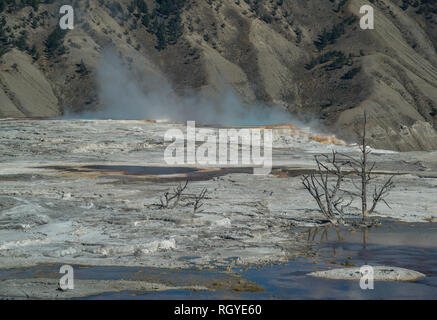 Ein knusprigem Pool, tote Baumstämme, dampfende Terrassen und kahlen Hügel von Kanarischen Frühling, in Mammoth Hot Springs, Yellowstone National Park Stockfoto