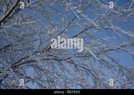 Äste mit Schnee beladen, Winterlandschaft, Großer Feldberg, Hochtaunus, Taunus, Hessen, Deutschland Stockfoto