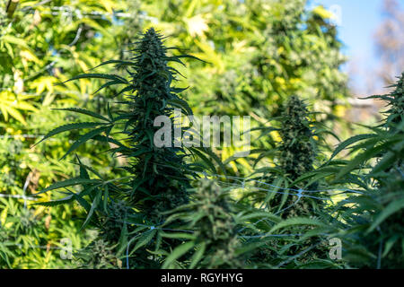 Cannabis oder Marihuana Knospen oder Blüten wachsen in einem outdooors Plantage. Makro Fotografie. Close Up. Stockfoto
