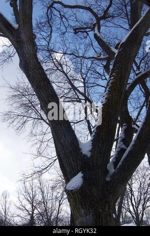 Schnee bedeckt Eiche mit einem blauen Himmel - von unten gesehen Stockfoto