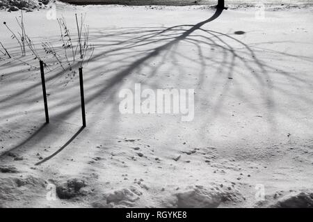 Schatten eines Baumes auf frisch gefallenen Schnee Stockfoto