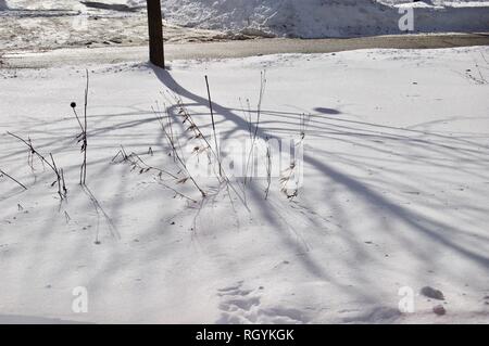 Schatten eines Baumes auf frisch gefallenen Schnee Stockfoto