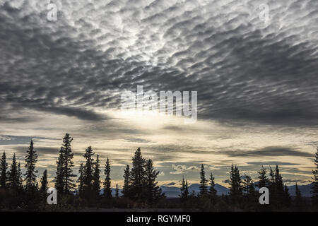 Brütende gebändert Himmel, Makrele Himmel, Denali Highway, Alaska, USA Stockfoto