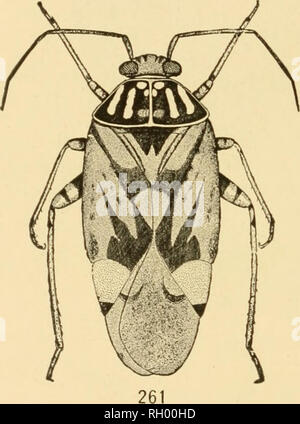 . Bulletin. Geographie. 266 DICKICHT GEMEINSCHAFTEN locust (Melanoplus differentialis), ein gelegentlicher red-legged Heuschrecke, und die gestreiften Strauch Cricket, kurze braune geflügelte Locust {Stenobothrus cur-tipennis), die kurze - winged Wiese Grasshopper (Xiphidiutn brevipenne), und die Texas katydid {Scudderia Texensis) (40, S. 330, 390). Die Kanne - Wespe (Eumenes fraternus) (40, S. 207) macht seinen Krug - wie Nest auf der krautigen Pflanzen. Die soziale Wespen (feldwespe) ist ein häufiger Besucher der Blumen, und manchmal legt seinen Kamm auf die Weide. Die längliche Blätter - winged katydid {Amblycorypha oblongif Stockfoto