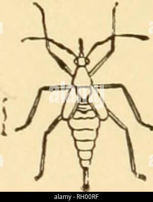 . Bulletin. Geographie. Abb. 212.- Die Eiche trec-hopper {Telamono qiicrci) (nach Lugger). Sexguttata, der grüne Tiger - Käfer, hier selten; es ist viel einfacher Bürger in späteren Stadien, jedoch. In den verfallenden Protokolle und Stümpfe sind darkling Käfer (156), zahlreiche wireworms (elateridae) und myriopods. Manchmal Pilz - Fütterung Käfer (Diaperis hydnl und Eustrophus tormentosus) sind in Zahlen präsentieren. Ameisen sind oft auch reichlich vorhanden. Tischler Ameisen sind häufig. Die blattlaus Gehäuse ant (Lasius unibratus Subsp mixtus var. aphidicola) ist manchmal reichlich vorhanden. Im Herbst bestimmte Galerien im Holz sind voll Witz Stockfoto