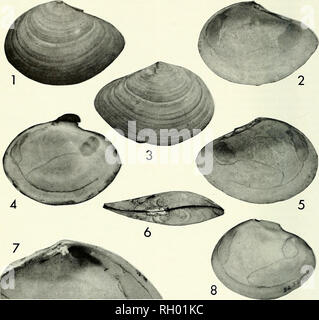 . Bulletin. Wissenschaft; Naturgeschichte; Natural History. 142 BULLETIN SÜDKALIFORNIEN AKADEMIE DER WISSENSCHAFTEN BAND 73. Abbildungen 1-3, 5. Nuttallia jamesi, neue Arten; externe und interne Ansichten der holotyp (CAS-Abteilung von Geologie Nr. 54330). Länge 53,4 mm. Abbildung 4. Nuttallii Nuttallia (Conrad); interne Ansicht rechte Ventil mit Ligament befestigt; die Jüngsten, Southern California (CAS-Abteilung von Geologie Nr. 54335). Länge 62,2 mm. Abbildung 6. Nuttallia jamesi, neue Arten; Dorsalansicht Der paratype (CAS-Abteilung von Geologie Nr. 54331). Länge 46,8 mm. Abbildung 7. Nuttallia jamesi, neue Arten; de Stockfoto