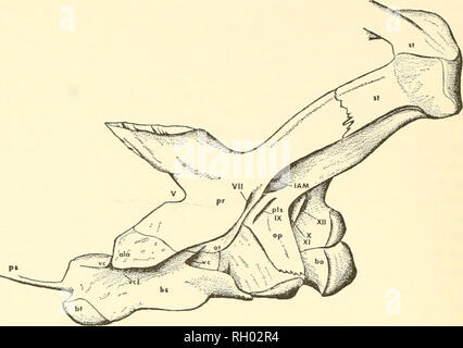 . Bulletin. Natural History. 34 PEABODY MUSEUM BULLETIN 23. Text-Bild. 12. Seitenansicht von der braincase Clidastes propython (YPM 1368, x1). Labyrinth quer. Seitliche zu dieser werden die Knochen stärker durch die Längskanten und Nuten liegen in einer Ebene, die zeitgleich mit einer vertikalen Oberfläche durch die zentrale Achse der Suspensorium gezeichnet miteinander verbunden. In Analogie zu Varanus, die m.Winkelmesser lateralis müssen zum Teil auf die rechteckige Fläche von tJie basisphenoid ramus Der prootic entstanden sind, - der ventralen Rand des prootic incisure vorher Tween und die otosphenoidal Cres Stockfoto