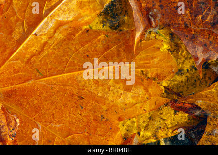 Goldener Herbst Ahorn Blätter auf dem Boden in der Pfütze Eis gefangen. Stockfoto