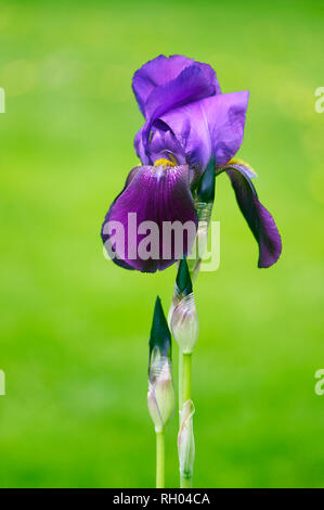 Ein hohes, Lila bärtigen Iris wächst im Garten gegen einen grünen Rasen Kulisse. Stockfoto