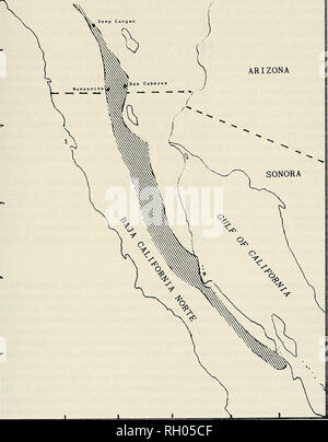 . Bulletin. Wissenschaft; Naturgeschichte; Natural History. Gebänderte ROCK LIZARD 103 Kalifornien Arizona Sonora. Abb. 1. Reichweite der Gebänderten rock Lizard, Petrosaurus mearnsi. Die relative Isolation des Aufschlusses reduziert die Auswanderung und Einwanderung. S. mearnsi war selten offenen Boden zwischen Felsbrocken zu überqueren. In Gefangenschaft en-Verschlüsse, sie leicht überqueren Sie den Boden von einem Boulder Stapel zu einem anderen einen Meter auseinander. Die Pflanzen dieser Bereich besteht aus dem Colorado Wüste Division der Sonoran. Bitte beachten Sie, dass diese Bilder aus gescannten Seite Bilder, die digital wurde verbessert haben extrahiert werden Stockfoto