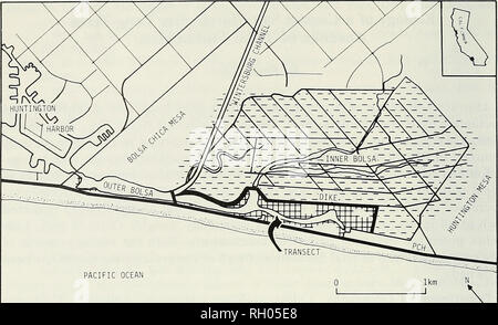 . Bulletin. Wissenschaft; Naturgeschichte; Natural History. 56 südlichen Kalifornien AKADEMIE DER WISSENSCHAFTEN. Pazifik Abb. 1. Bolsa Bay, Kalifornien. Gestrichelte Linien stellen Reste von Degradierten Marsh, alte kastenrinne Teiche und gefüllte Bereiche. Straßen öl gut Websites in Inneren Bolsa verschalten. Square pattern bezeichnet die Salzwiesen. Deich ist die landwärtige Begrenzung der Bolsa Chica Ecological Reserve und PCH ist Pacific Coast Highway (Highway 1). Notieren Sie die Position der Probenahme Transekt. Durch die Freeman Fluss und direkt mit dem Pazifischen Ozean öffnen. Änderung des natürlichen Systems begann 1899 mit dem Eigentum 21. Stockfoto