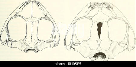 . Bulletin. Wissenschaft; Naturgeschichte; Natural History. 1972 SOU III AMI. KICAN 1.1.1 "I ll" H,. Abbildung 2. Schädel von Ischnocnema quixensis (links, UIMNH 50643) und Eupsophm roseus (rechts, KU 84731). Die Arten von der Hochebene des zentralen Peru sind selten und kaum bekannt. Vier Arten sind in - beteiligt (juninensis, peruanus, Abies und Wett-steini). Ich habe erhaltenen Beispiele von drei (Abies bekannt ist nur von Lost-Material gesehen, fide Peters, 1873 a) und haben gesehen, Skelette von juninensis und wettsteini. Nicht reproduktive Daten werden außer dass juninensis hat große un-pigmentierten z.b. verfügbar Stockfoto