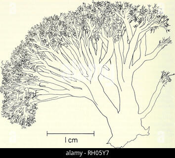 . Bulletin. Wissenschaft; Naturgeschichte; Natural History. 106 südliche Kalifornien AKADEMIE DER WISSENSCHAFTEN. Abb. 1. Berkeleya hyalina (Runde &Amp; Brooks) Cox. Ganze Pflanze aus San Diego Co. neue Arten zu Kalifornien.-^ 2 Ln Diego Datensätze für Arten, die dem Cahfornia flora da Abbott und Hollenberg Marine Algen von Kalifornien wurde pubUshed (1976) als zusammengefasst sind hinzugefügt worden sind. Naviculaceae, bacillariophyta Berkeleya hyalina (Runde und Brooks) Cox, eine koloniale benthischen Diatomeen, festgestellt wurde (Chastain und Stewart, 1985) auf der Grundlage der Kultur und Feldstudien und mikroskopische Untersuchung Stockfoto