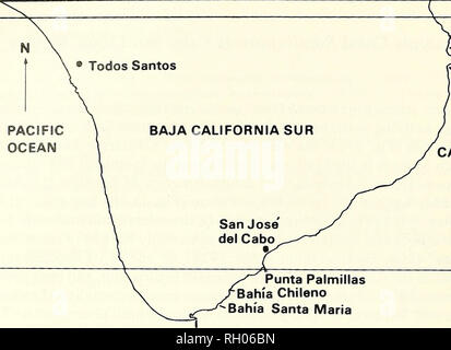 . Bulletin. Wissenschaft; Naturgeschichte; Natural History. 80 südlichen Kalifornien AKADEMIE DER WISSENSCHAFTEN. PACIFIC OCEAN' - 'ein bahi Pulmo i^Bahia Hostal Los Frailes GOLF VON KALIFORNIEN Punta Palmillas Bahia Chlleno^ Bahi' eine Santa Maria Cabo San Lucas Abb. 1. Karte der südlichen Küste von Baja California Sur, Mexiko Übersicht Standorte der im Text erwähnt. Abstand zwischen Latitude Zeilen ist ca. 50 km entfernt. Bitte beachten Sie, dass diese Bilder extrahiert werden aus der gescannten Seite Bilder, die digital haben für die Lesbarkeit verbessert - Färbung und Aussehen dieser Abbildungen können nicht Perfekt resem Stockfoto