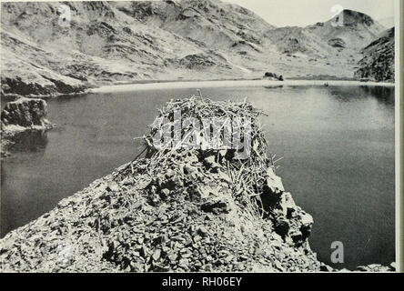 . Bulletin. Wissenschaft; Naturgeschichte; Natural History. 98 südlichen Kalifornien AKADEMIE DER WISSENSCHAFTEN. Foto 5. Typische Nest auf einer Insel im Zwerchfell Region des Golfs von Kalifornien mit Fütterung Lebensraum im Hintergrund. VERPAART 16 Paare entlang der Klippen auf dem Festland oder auf unmittelbar angrenzenden Felsen und die | Rest von Santa Catalina, Monserrate, Danzante und Carmen Inseln. Der südlichste Teil der Region (Tambibiche zu Cabo San Lucas) enthalten schätzungsweise 29 Paare, mit etwa der Hälfte der Nester auf Inseln und den Rest zusammen Tabelle 5. Verteilung und Häufigkeit der nistende Fischadler in c Stockfoto