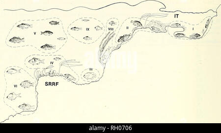 . Bulletin. Wissenschaft; Naturgeschichte; Natural History. 142 südliche Kalifornien AKADEMIE DER WISSENSCHAFTEN. Abb. 5. Schematische Darstellung der Arten und Artengruppen innerhalb des felsigen Gezeitenzone (IT) und flachen Felsenriff (SRRF) Lebensräume. Siehe Abbildung 4 für die Namen der Arten, die Zeichnungen begleiten. Artengruppen werden durch gestrichelte Linien eingeschlossen. Nur dann, wenn Sie hatte mindestens 25 % Auftreten unter die einzelnen Lebensräume der großen Lebensraum in Frage. Muster der Vielfalt klare Muster der Artenvielfalt (S) unter Lebensräume wurden verdeckt durch den vorgenannten Abhängigkeit der Dauer der Studie auf Stockfoto