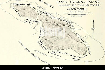 . Bulletin. Wissenschaft; Naturgeschichte; Natural History. 16 südlichen Kalifornien AKADEMIE DER WISSENSCHAFTEN i^'iO N ss" als "N - 33°20 N-^^ 4-^ &Lt;^. % ^-^^ KARTE VON SANTA CATALINA ISLAND CV^, einschließlich der Grundschleppnetzfischerei Stationen • Cj; Der ANTGN DOHRN. 118°30 W Abb. 4. Abbildung 4 Unterordnung Pleocyemata Infraorder Caridea Familie Palaemonidae Palaemonetes hiltoni Schmitt San Pedro, Stout und Stafford, Sammler (Schmitt 1921). Familie Pandalidae Pandalus danae Stimpson östlich von Santa Barbara Insel, 29. und 30. Juli 1919. Pandalus gurneyi Stimpson aus portugiesischen Biegen. 27. Dezember 1913, T 47; Isthmus Hafen, 19 Au-gu Stockfoto