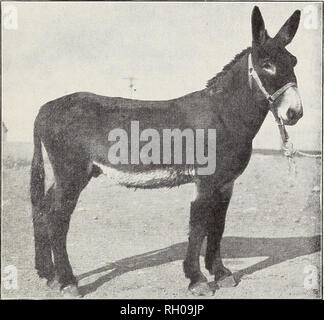 . Bulletin. Hengste; Pferde. Pferdezucht in Montana 5 T holt seine Füße gut unter seinem Körper. Der sprunggelenke sollte ohne jede Abweichung von einer geraden Linie, und die Füße sollten in der gleichen Weise wie die vorderen durchgeführt werden gebeugt werden und präsentiert direkt m vor ihren früheren Positionen mit so wenig jar als p'; ible. Zu allen Zeiten die coacher seine Beine unter ihm halten. Er sieht sich selbst nicht verlängern, wie der Roadster. Der Trainer Pferd ist in erster Linie für Stil benutzt, und sie wird diese verlangt, dass wir eine solche Bestätigung verlangen wie beschrieben worden ist, zu erfüllen. Die laufende Pferd hat eine conformati Stockfoto