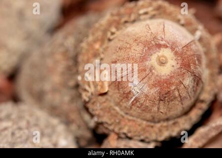 Großen Eicheln im Wald Nahaufnahme Makro Detail Stockfoto