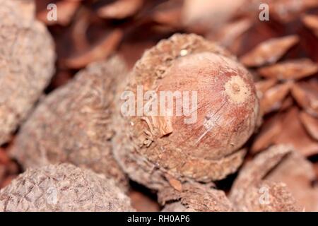 Großen Eicheln im Wald Nahaufnahme Makro Detail Stockfoto